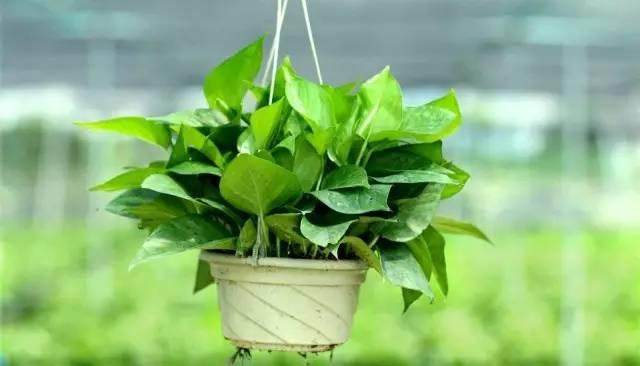 武汉除甲醛,武汉甲醛检测,甲醛治理,净满意