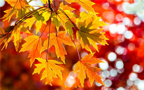 甲醛污染,除甲醛